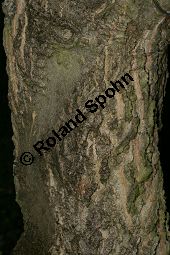 Amerikanischer Zürgelbaum, Celtis occidentalis Kauf von 05764_celtis_occidentalis_img_7842.jpg