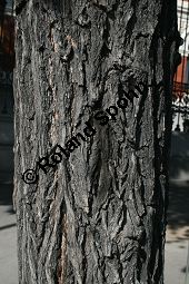 Amerikanischer Zürgelbaum, Celtis occidentalis Kauf von 05764_celtis_occidentalis_img_8806.jpg