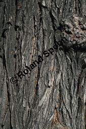 Amerikanischer Zürgelbaum, Celtis occidentalis Kauf von 05764_celtis_occidentalis_img_8807.jpg
