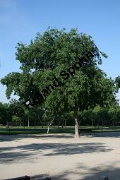 Amerikanischer Zürgelbaum, Celtis occidentalis Kauf von 05764_celtis_occidentalis_img_9253.jpg