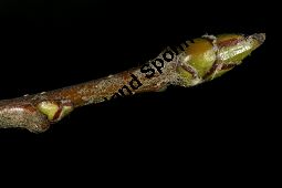 Breitblttrige Mehlbeere, Sorbus latifolia Kauf von 05811_sorbus_latifolia_img_2203.jpg