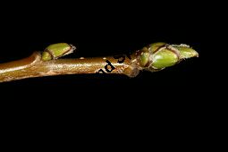 Breitblttrige Mehlbeere, Sorbus latifolia Kauf von 05811_sorbus_latifolia_img_2207.jpg