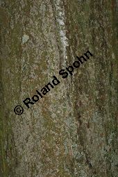 Breitblttrige Mehlbeere, Sorbus latifolia Kauf von 05811_sorbus_latifolia_img_2208.jpg