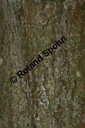 Breitblttrige Mehlbeere, Sorbus latifolia Kauf von 05811_sorbus_latifolia_img_2210.jpg