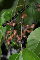 Japanischer Rosinenbaum, Hovenia dulcis, Hovenia dulcis, Japanischer Rosinenbaum, Quaffbirne, Rhamnaceae, fruchtend Kauf von 05829_hovenia_dulcis_dsc_7957.jpg
