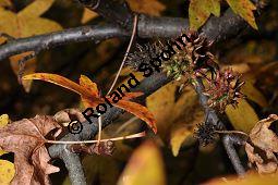 Orientalischer Amberbaum, Liquidambar orientalis Kauf von 05847_liquidambar_orientalis_dsc_0919.jpg