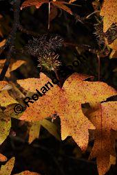 Orientalischer Amberbaum, Liquidambar orientalis Kauf von 05847_liquidambar_orientalis_dsc_0920.jpg