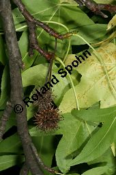 Orientalischer Amberbaum, Liquidambar orientalis Kauf von 05847liquidambar_orientalisimg_0150.jpg