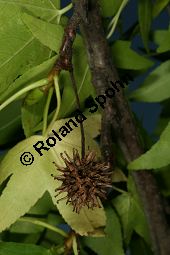 Orientalischer Amberbaum, Liquidambar orientalis Kauf von 05847liquidambar_orientalisimg_0152.jpg