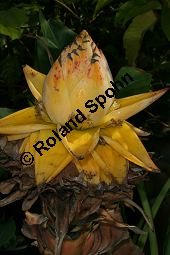 Golden-Lotus-Banane, Musella lasiocarpa, Musaceae, Musella lasiocarpa, Golden-Lotus-Banane, Lotusbanane, Blhend Kauf von 05870musella_lasiocarpaimg_2804.jpg