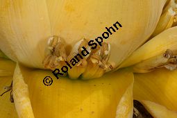Golden-Lotus-Banane, Musella lasiocarpa, Musaceae, Musella lasiocarpa, Golden-Lotus-Banane, Lotusbanane, Blhend Kauf von 05870musella_lasiocarpaimg_2805.jpg