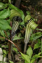 Feuerkolben, Arisaema triphyllum var. zebrinum, Arum triphyllum var. zebrinum Kauf von 05874arisaema_triphyllum_zebrinaimg_6790.jpg