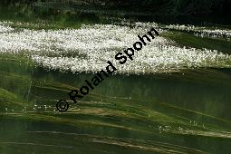 Flutender Wasserhahnenfu, Flutender Hahnenfu, Ranunculus fluitans Kauf von 05896_ranunculus_fluitans_img_2954.jpg