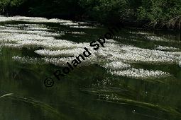 Flutender Wasserhahnenfu, Flutender Hahnenfu, Ranunculus fluitans Kauf von 05896_ranunculus_fluitans_img_2955.jpg