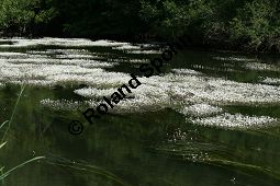 Flutender Wasserhahnenfu, Flutender Hahnenfu, Ranunculus fluitans Kauf von 05896_ranunculus_fluitans_img_2956.jpg