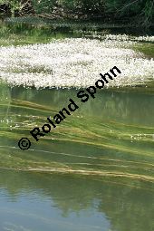 Flutender Wasserhahnenfu, Flutender Hahnenfu, Ranunculus fluitans Kauf von 05896_ranunculus_fluitans_img_2957.jpg