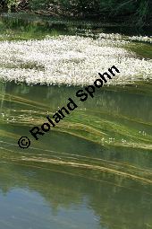 Flutender Wasserhahnenfu, Flutender Hahnenfu, Ranunculus fluitans Kauf von 05896_ranunculus_fluitans_img_2958.jpg