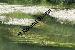 Flutender Wasserhahnenfu, Flutender Hahnenfu, Ranunculus fluitans Kauf von 05896_ranunculus_fluitans_img_2959.jpg