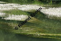 Flutender Wasserhahnenfu, Flutender Hahnenfu, Ranunculus fluitans Kauf von 05896_ranunculus_fluitans_img_2960.jpg