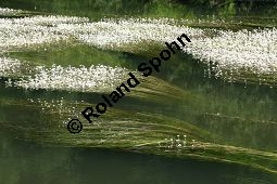 Flutender Wasserhahnenfu, Flutender Hahnenfu, Ranunculus fluitans Kauf von 05896_ranunculus_fluitans_img_2961.jpg
