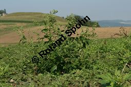 Unechter Gnsefu, Stechapfelblttriger Gnsefu, Chenopodium hybridum Kauf von 05957_chenopodium_hybridum_img_1399.jpg