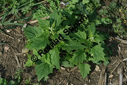 Unechter Gnsefu, Stechapfelblttriger Gnsefu, Chenopodium hybridum Kauf von 05957_chenopodium_hybridum_img_1401.jpg