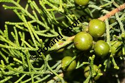 Phnizischer Wacholder, Juniperus phoenicea Kauf von 06011_juniperus_phoenicea_img_2170.jpg