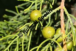 Phnizischer Wacholder, Juniperus phoenicea Kauf von 06011_juniperus_phoenicea_img_2171.jpg