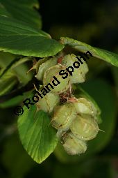 Ährige Scheinhasel, Corylopsis spicata Kauf von 06031corylopsis_spicataimg_8885.jpg