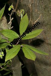 Nikko-Ahorn, Acer maximowiczianum, Acer nikoense Maxim.Miq. Kauf von 06107_acer_maximowiczianum_img_1837.jpg