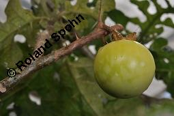 Sodomsapfel, Solanum sodomeum Kauf von 06158_solanum_sodomeum_dsc_4305.jpg