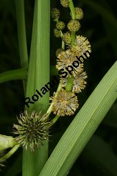 Ästiger Igelkolben, Sparganium erectum, Sparganium ramosum Kauf von 06159sparganium_erectumimg_2528.jpg