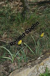Wilde Tulpe, Tulipa sylvestris, Liliaceae, Tulipa sylvestris, Wilde Tulpe, Weinberg-Tulpe, Blhend Kauf von 06201_tulipa_sylvestris_sylvestris_img_2761.jpg