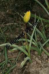 Wilde Tulpe, Tulipa sylvestris, Liliaceae, Tulipa sylvestris, Wilde Tulpe, Weinberg-Tulpe, Blhend Kauf von 06201_tulipa_sylvestris_sylvestris_img_2762.jpg