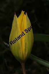 Wilde Tulpe, Tulipa sylvestris, Liliaceae, Tulipa sylvestris, Wilde Tulpe, Weinberg-Tulpe, Blhend Kauf von 06201_tulipa_sylvestris_sylvestris_img_2763.jpg