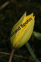 Wilde Tulpe, Tulipa sylvestris, Liliaceae, Tulipa sylvestris, Wilde Tulpe, Weinberg-Tulpe, Blhend Kauf von 06201_tulipa_sylvestris_sylvestris_img_2764.jpg
