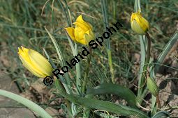 Wilde Tulpe, Tulipa sylvestris, Liliaceae, Tulipa sylvestris, Wilde Tulpe, Weinberg-Tulpe, Blhend Kauf von 06201_tulipa_sylvestris_sylvestris_img_2766.jpg