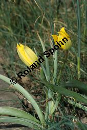 Wilde Tulpe, Tulipa sylvestris, Liliaceae, Tulipa sylvestris, Wilde Tulpe, Weinberg-Tulpe, Blhend Kauf von 06201_tulipa_sylvestris_sylvestris_img_2767.jpg