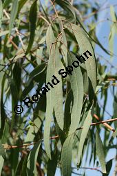 Gewhnlicher Eucalyptus, Gunnii-Eukalyptus, Mostgummibaum, Eucalyptus gunnii, Eucalyptus divaricata Kauf von 06218eucalyptus_gunniiimg_2915.jpg