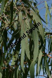 Gewhnlicher Eucalyptus, Gunnii-Eukalyptus, Mostgummibaum, Eucalyptus gunnii, Eucalyptus divaricata Kauf von 06218eucalyptus_gunniiimg_2916.jpg