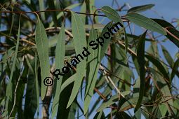 Gewhnlicher Eucalyptus, Gunnii-Eukalyptus, Mostgummibaum, Eucalyptus gunnii, Eucalyptus divaricata Kauf von 06218eucalyptus_gunniiimg_2917.jpg