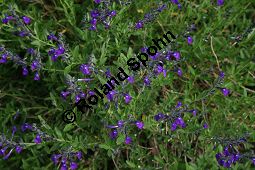 Sierra Madre-Salbei, Salvia coahuilensis, Lamiaceae, Salvia coahuilensis, Sierra Madre-Salbei, Blhend Kauf von 06239salvia_coahuilensisimg_2274.jpg