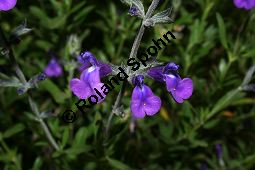Sierra Madre-Salbei, Salvia coahuilensis, Lamiaceae, Salvia coahuilensis, Sierra Madre-Salbei, Blhend Kauf von 06239salvia_coahuilensisimg_2275.jpg