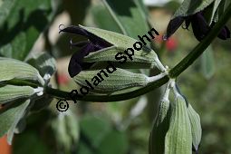 Peruanischer Salbei, Salvia discolor, Lamiaceae, Salvia discolor, Peruanischer Salbei, Blhend Kauf von 06240salvia_discolorimg_2264.jpg