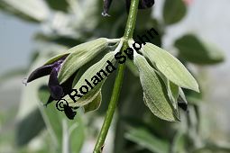 Peruanischer Salbei, Salvia discolor, Lamiaceae, Salvia discolor, Peruanischer Salbei, Blhend Kauf von 06240salvia_discolorimg_2265.jpg