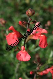Steifer Salbei, Salvia ringens, Lamiaceae, Salvia ringens, Steifer Salbei, Blhend Kauf von 06241salvia_ringensimg_2266.jpg