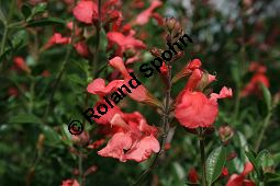 Steifer Salbei, Salvia ringens, Lamiaceae, Salvia ringens, Steifer Salbei, Blhend Kauf von 06241salvia_ringensimg_2268.jpg