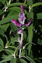 Samt-Salbei, Salvia leucantha 'Midnight Purple', Lamiaceae, Salvia leucantha 'Midnight Purple', Samt-Salbei, Blhend Kauf von 06242salvia_leucantha_midnightpurpleimg_2279.jpg