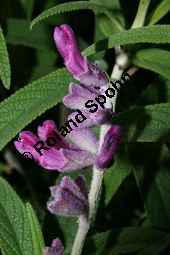 Samt-Salbei, Salvia leucantha 'Midnight Purple', Lamiaceae, Salvia leucantha 'Midnight Purple', Samt-Salbei, Blhend Kauf von 06242salvia_leucantha_midnightpurpleimg_2280.jpg