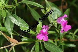 Canyon-Salbei, Salvia lycioides, Lamiaceae, Salvia lycioides, Canyon-Salbei, Blühend Kauf von 06243_salvia_lycioides_img_4026.jpg